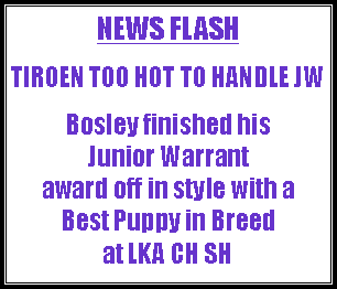 Text Box: NEWS FLASHTIROEN TOO HOT TO HANDLE JWBosley finished his Junior Warrant award off in style with a  Best Puppy in Breed at LKA CH SH